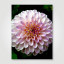 Fotopaneel Dahlia