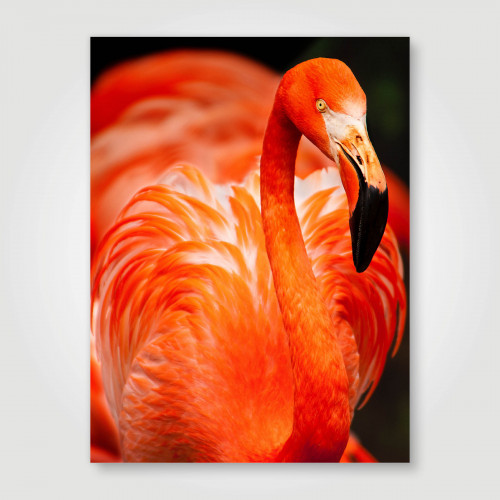Fotopaneel Flamingo