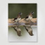 Fotopaneel Vogels