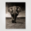 Fotopaneel Olifant