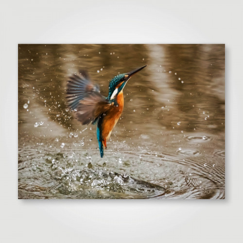 Fotopaneel IJsvogel