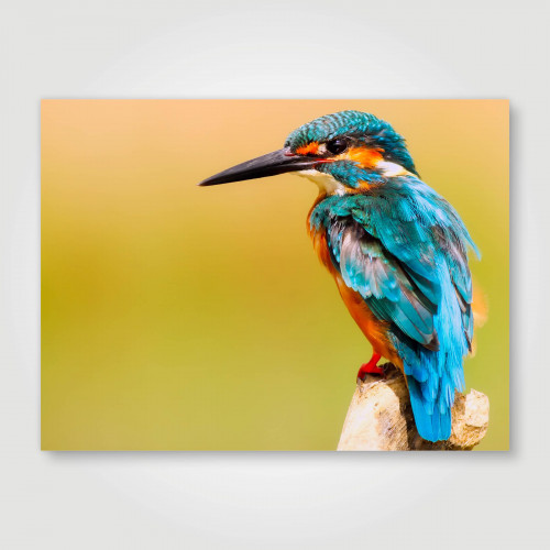 Fotopaneel IJsvogel