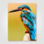Fotopaneel IJsvogel