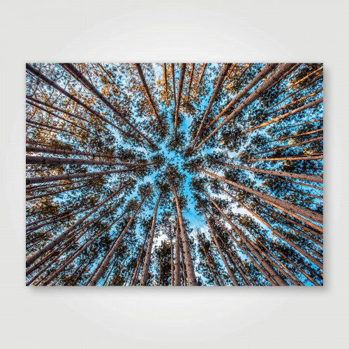 Fotopaneel Hoge bomen