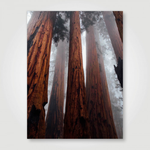 Fotopaneel Hoge bomen